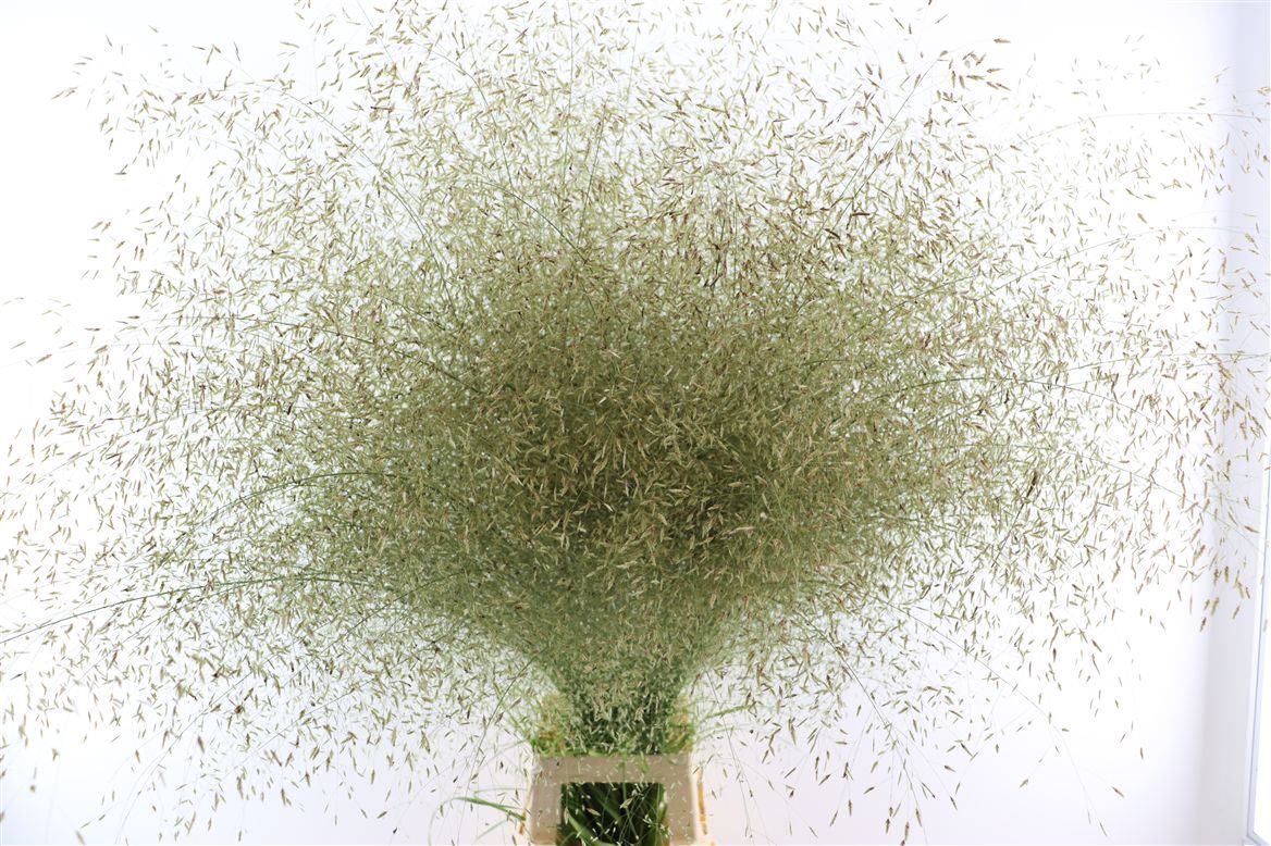Panicum Apart 130cm