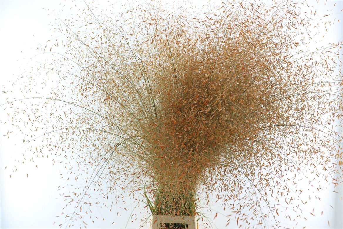 Panicum Apart 130cm