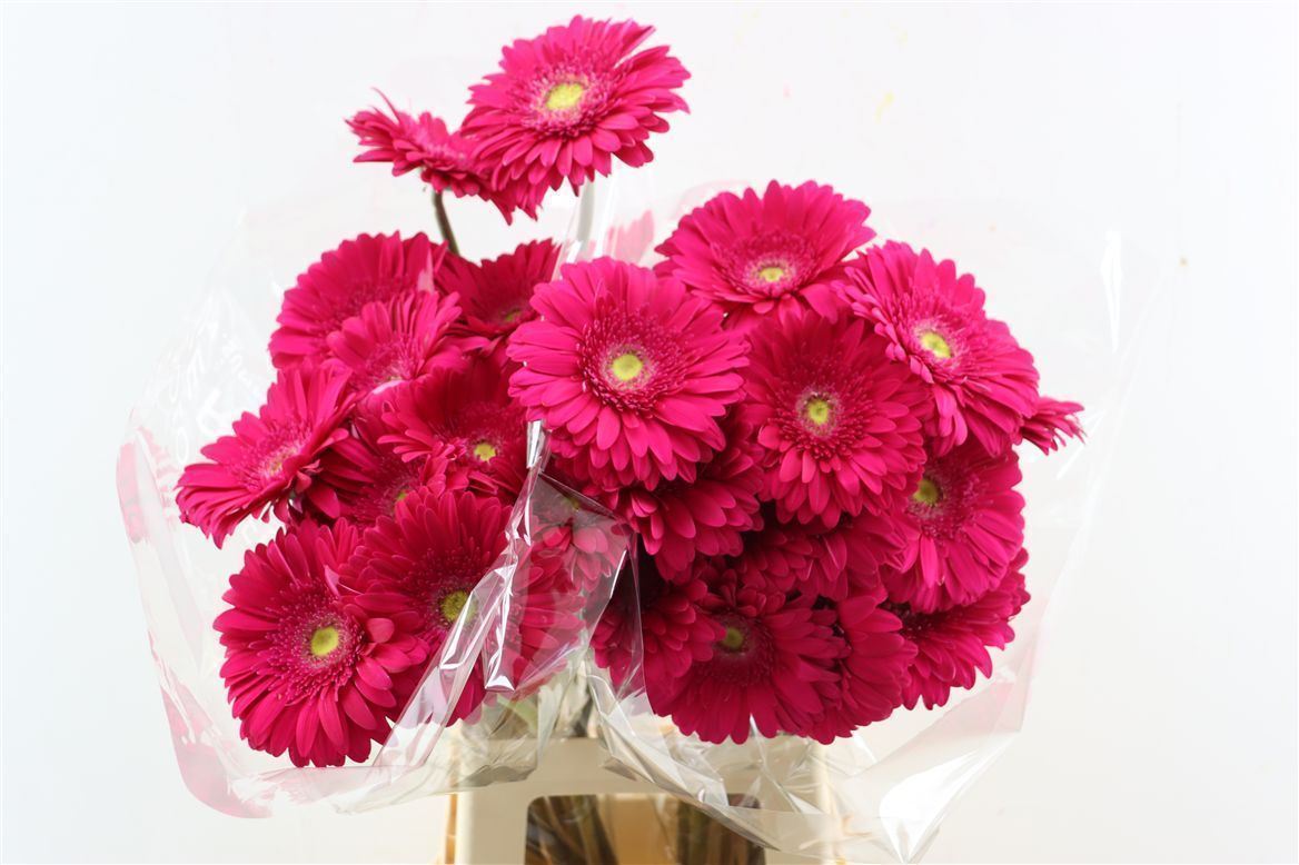 Gerbera Riley