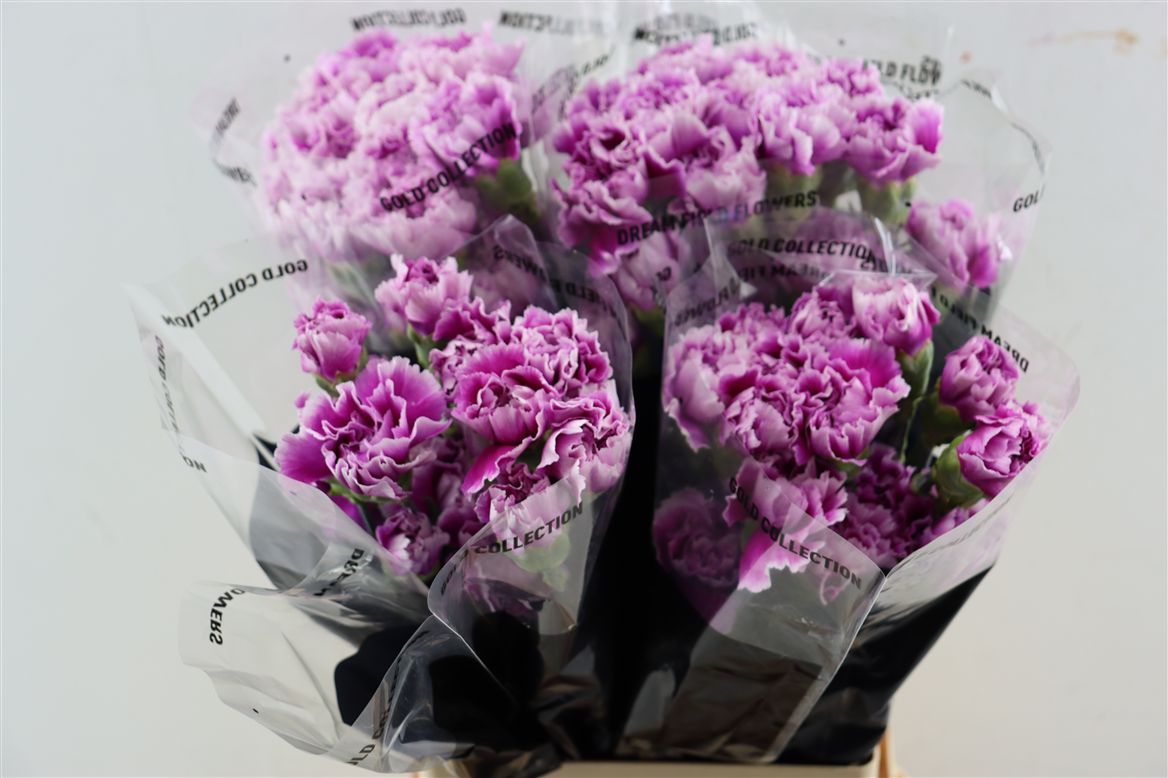 Dianthus Single Momentum 70cm
