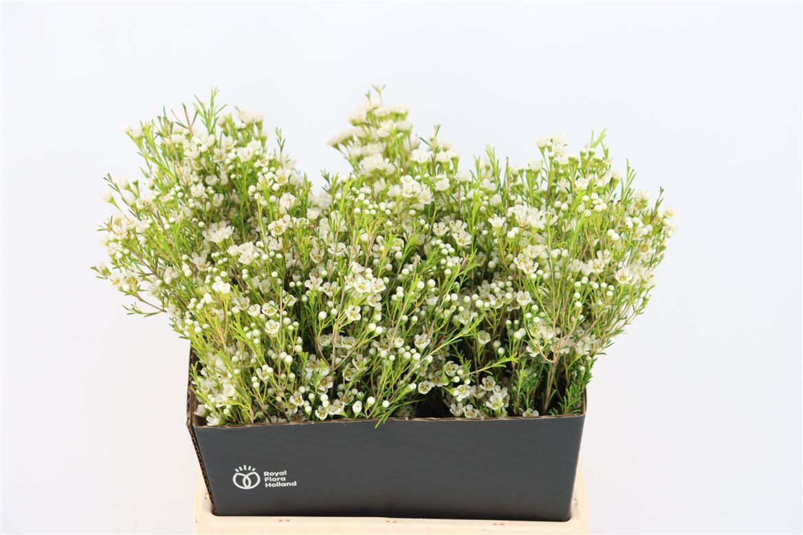 Chamelaucium Uncinatum 40cm 200gram