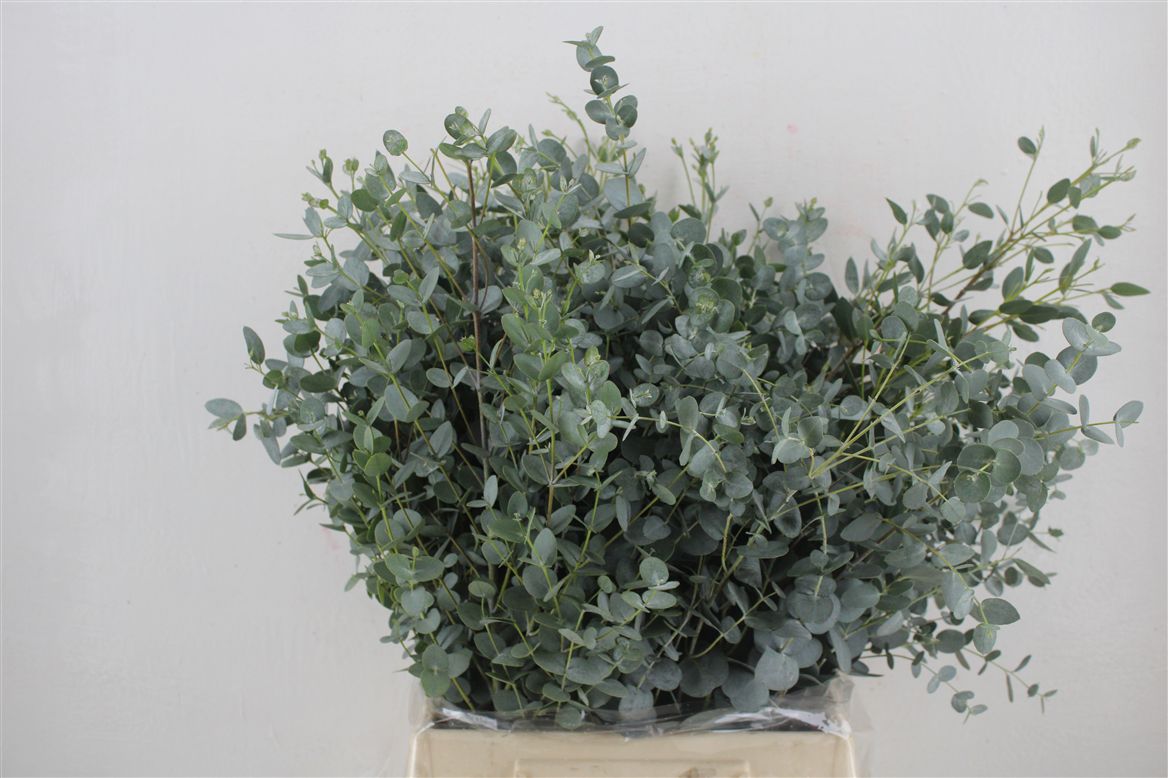 Eucalyptus Gunnii 45cm 150gram
