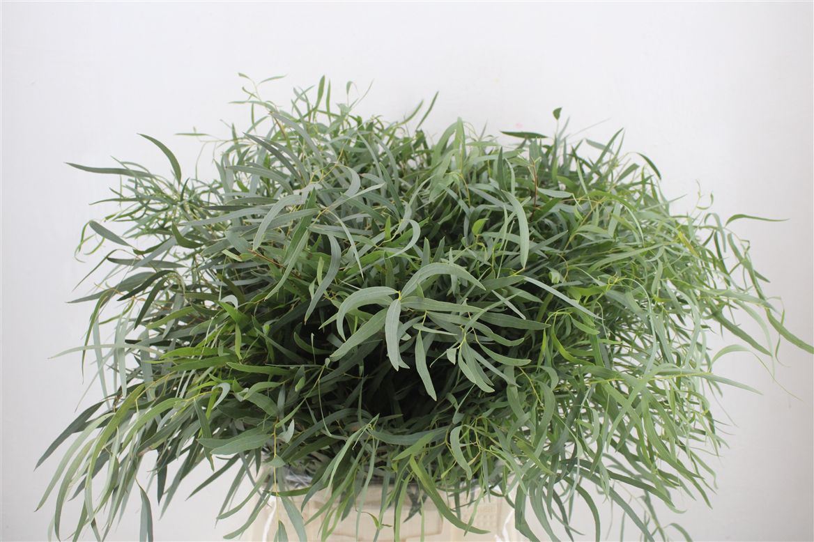 Eucalyptus Nicholii 45cm 150gram