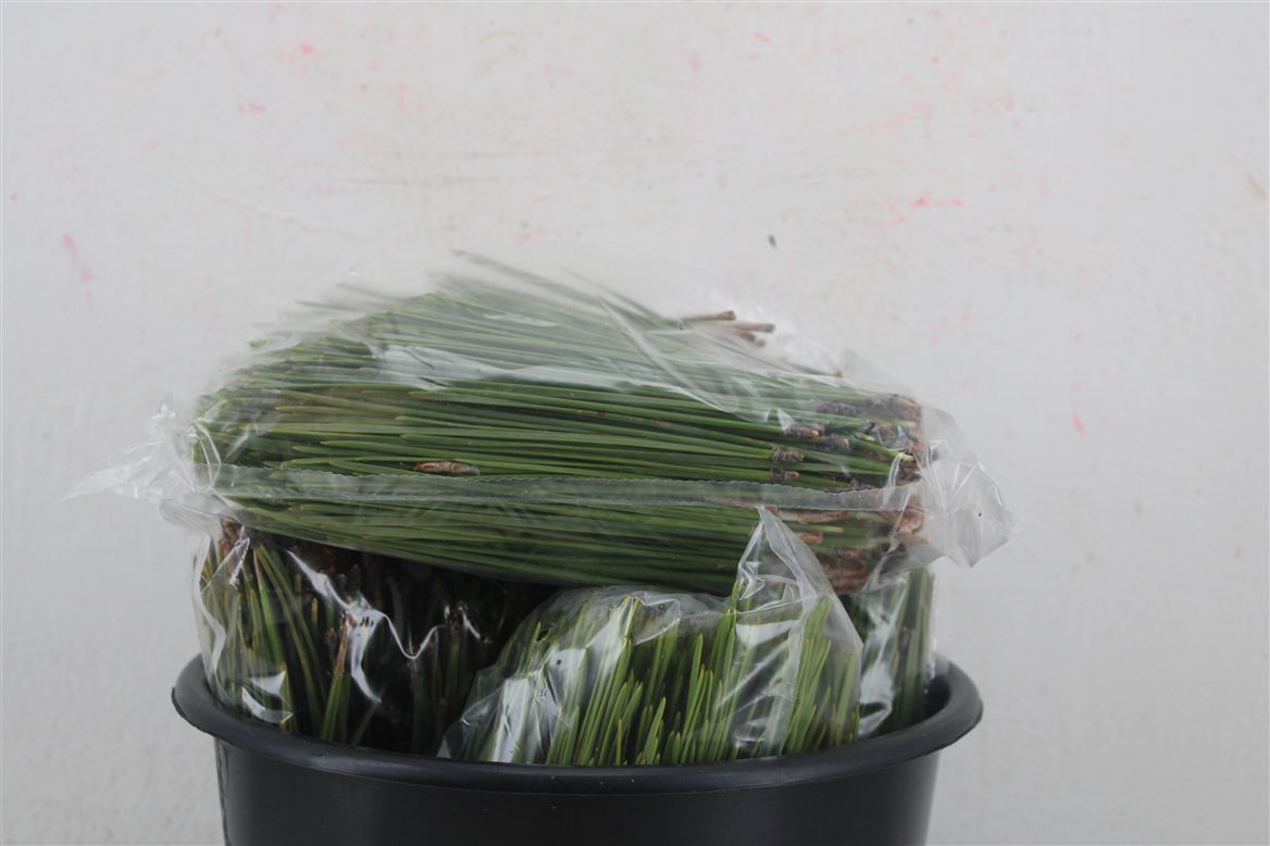 Pinus Overig 111Ø 500cm