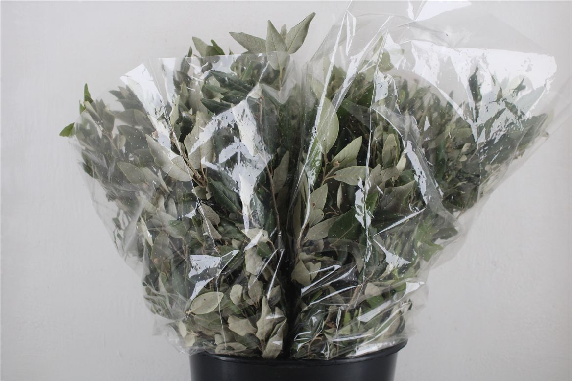 Quercus Per Bunch (OAKLEAVES) 50cm 200gram