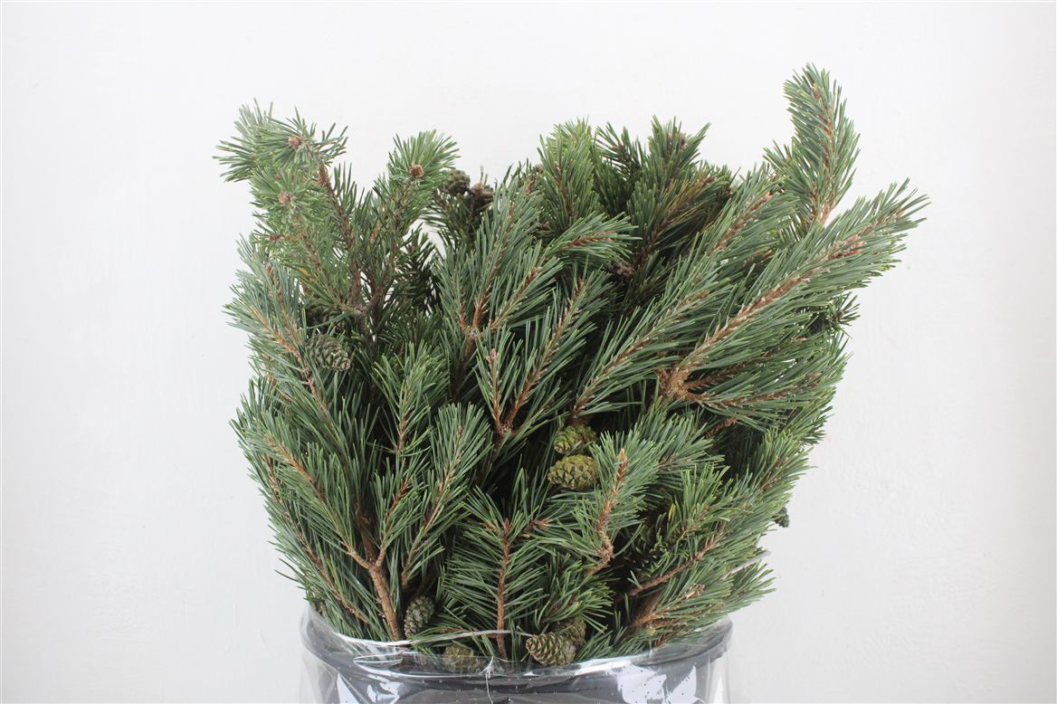 Pinus Strobus
