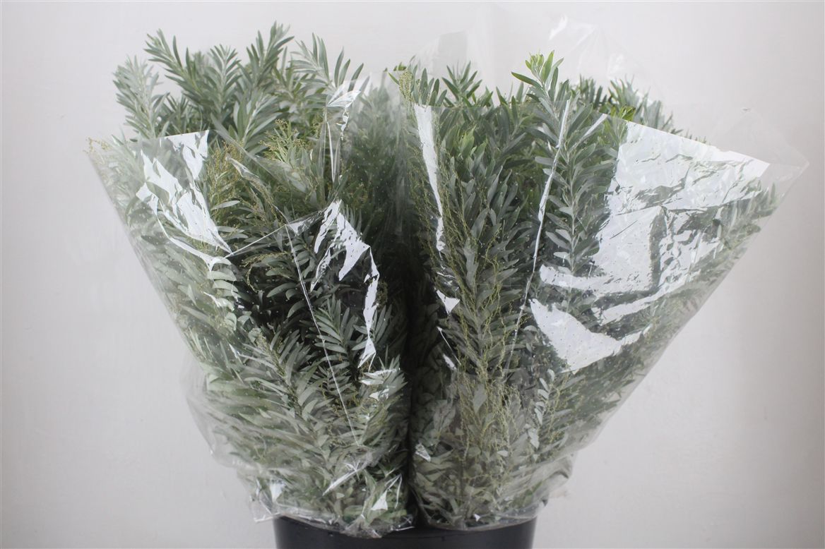 Acacia (MIMOSA) Pb 60cm 200gram