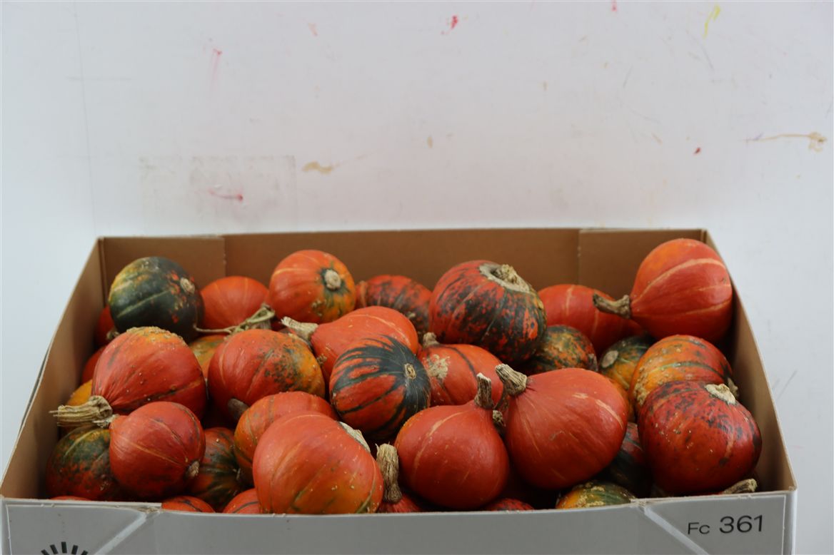 Cucurbita Turkish Turban Mix