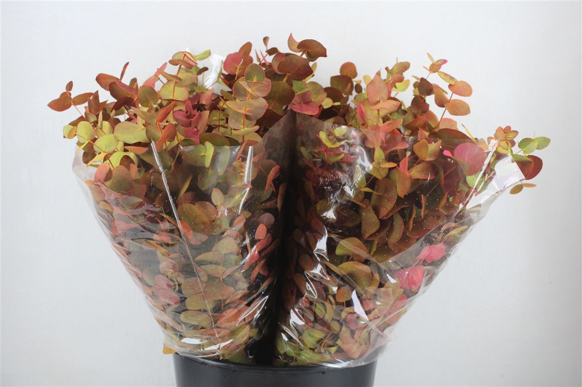 Ov Colrbehandeld 45cm 150gram