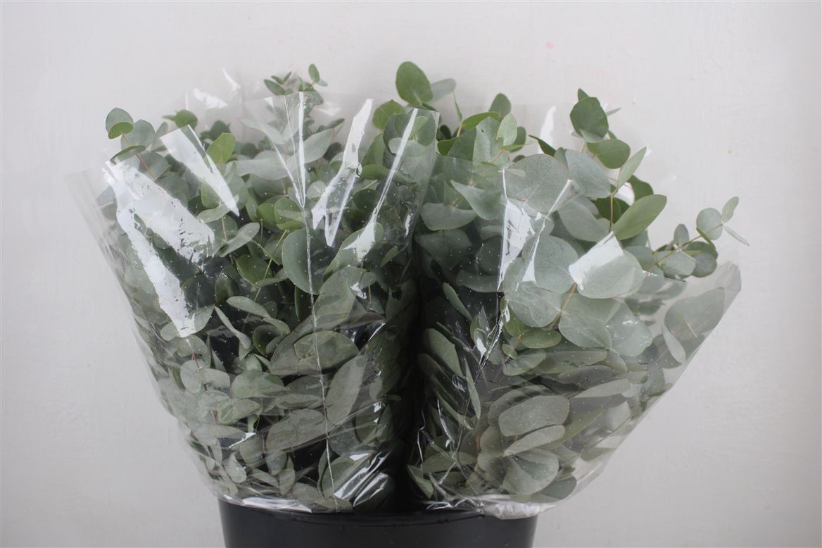 Eucalyptus Cinerea 45cm 150gram