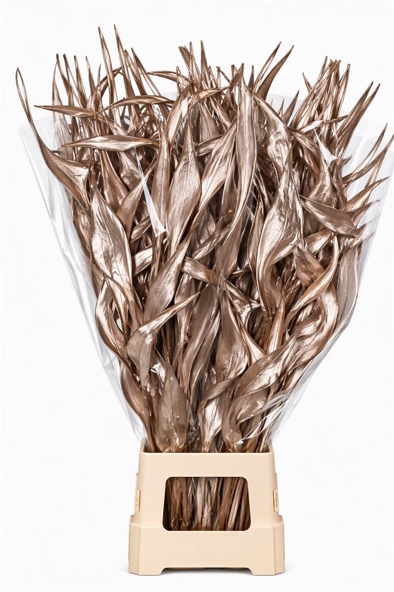 Dried Strelitziablad Champagne P Stem