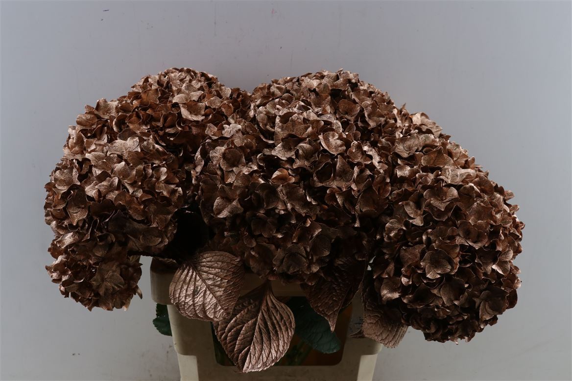 Hydrangea Painted Copper 80cm 20-22cm Hd