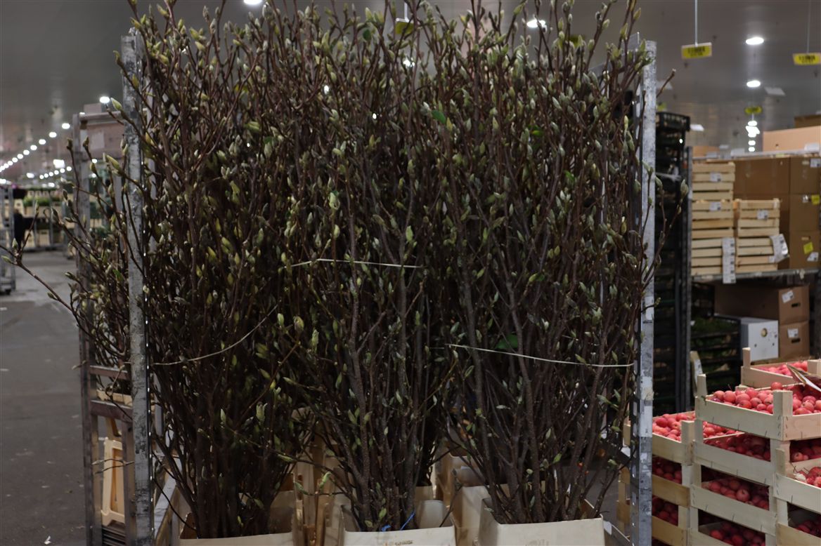 Magnolia Grandiflora