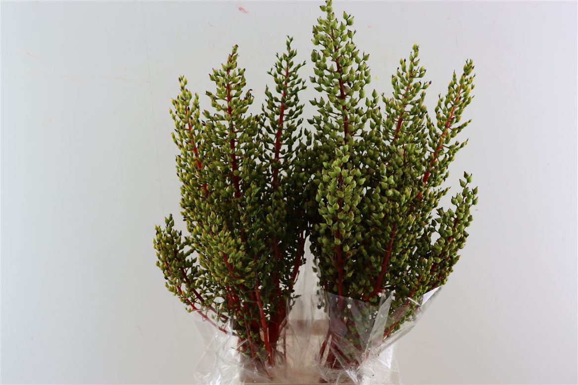 Bromelia Overig 110Ø 5cm