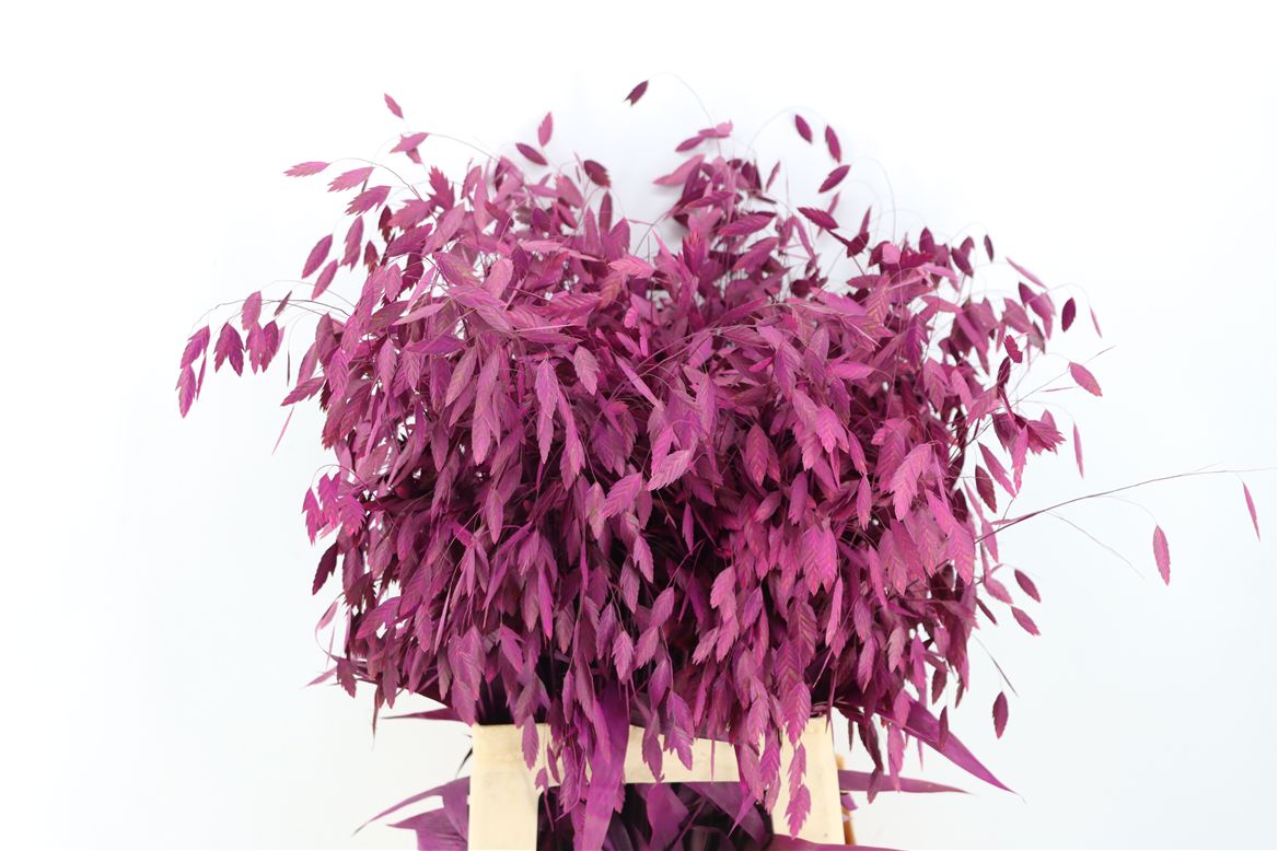 Painted Greenery Per Bunch 70cm
