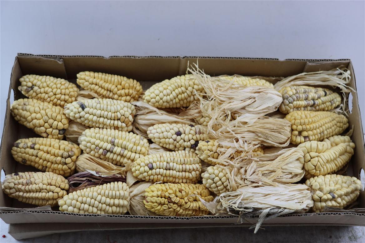 Zea Mays 6%