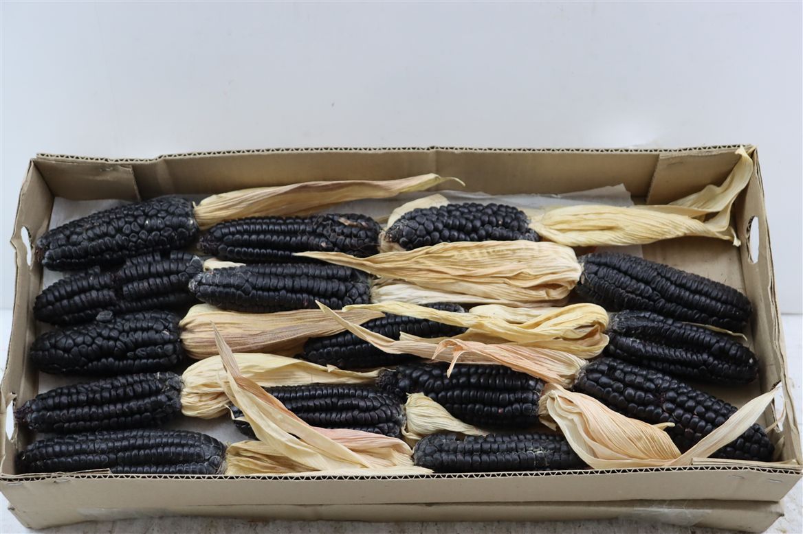 Zea Mays 6%