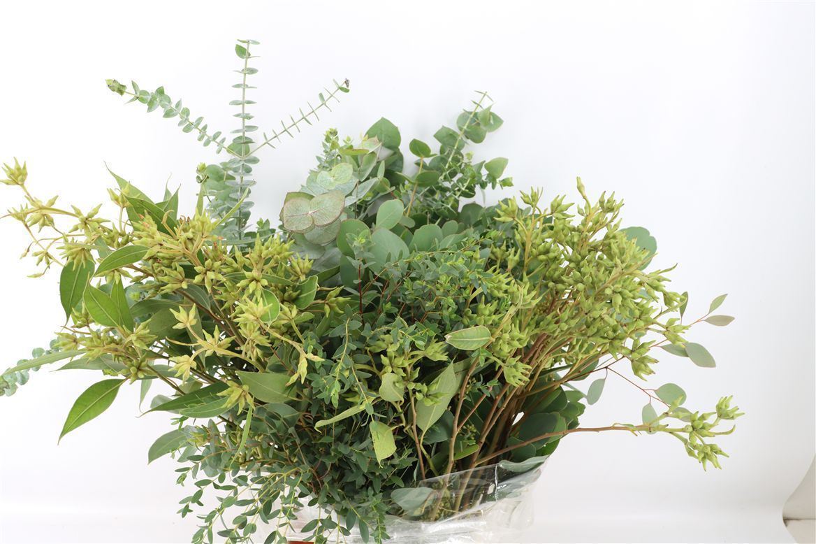 Eucalyptus Leaves Bnch 60cm 200gram