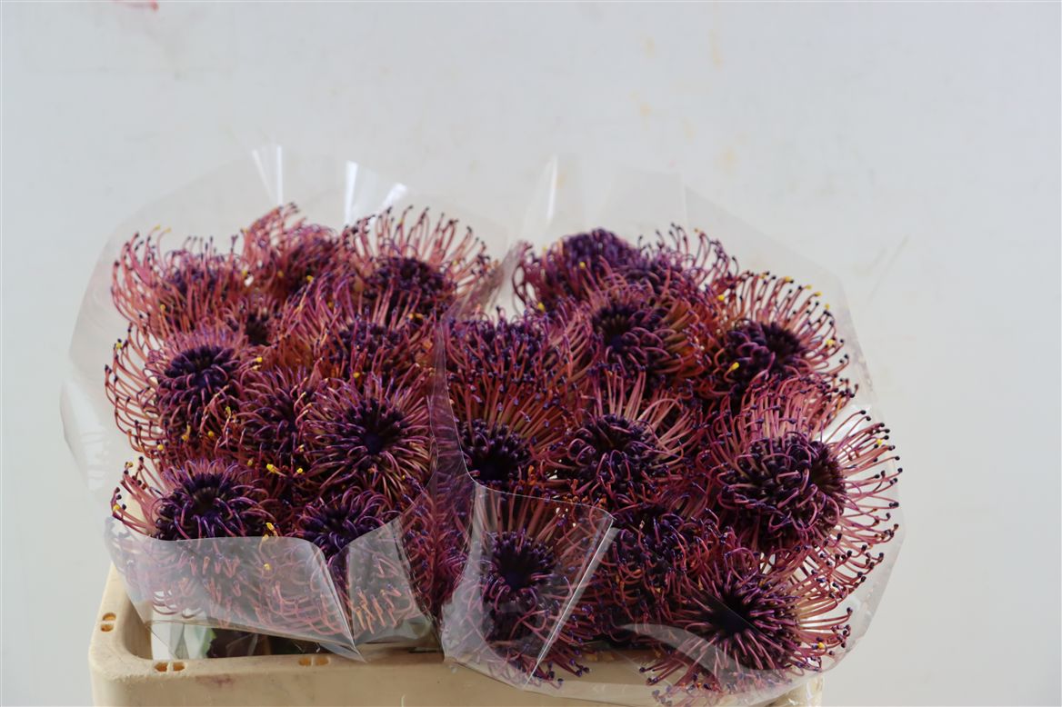 Leucospermum Naomi Painted 50cm