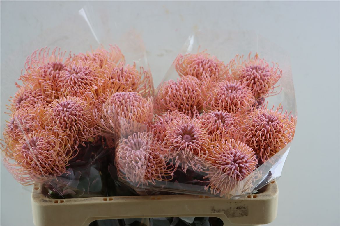 Leucospermum Naomi Painted 50cm