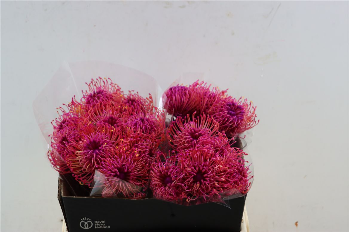 Leucospermum Naomi Painted 35cm