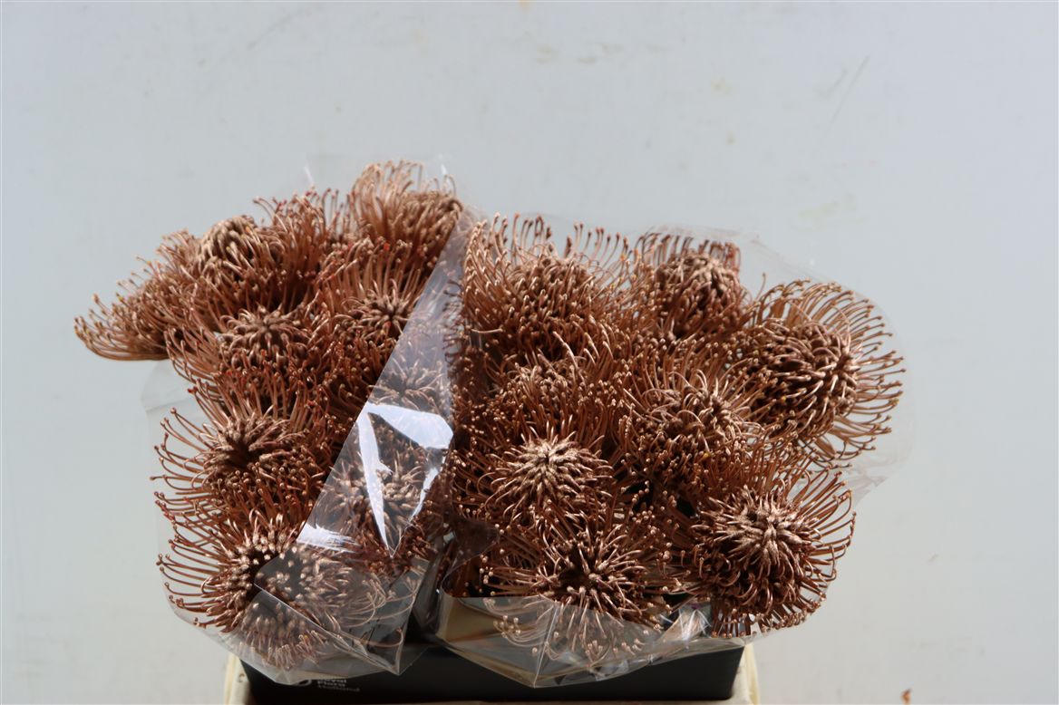 Leucospermum Naomi Painted 40cm