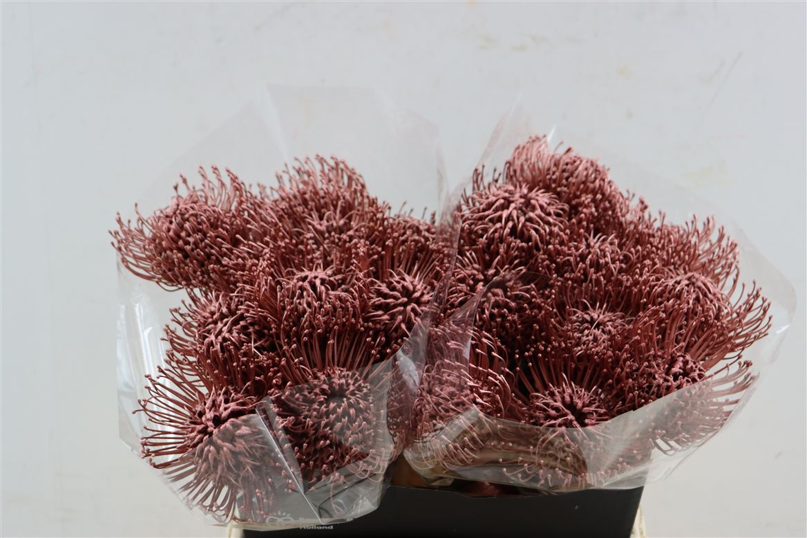 Ov Colrbehandeld 40cm
