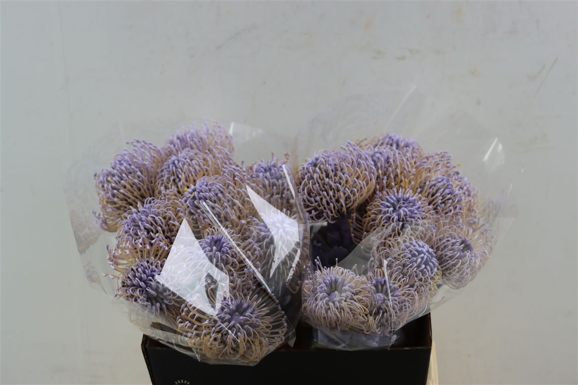 Leucospermum Naomi Painted 40cm