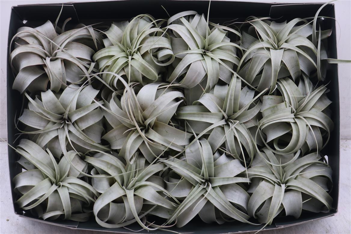 Tillandsia (BROMELIA)