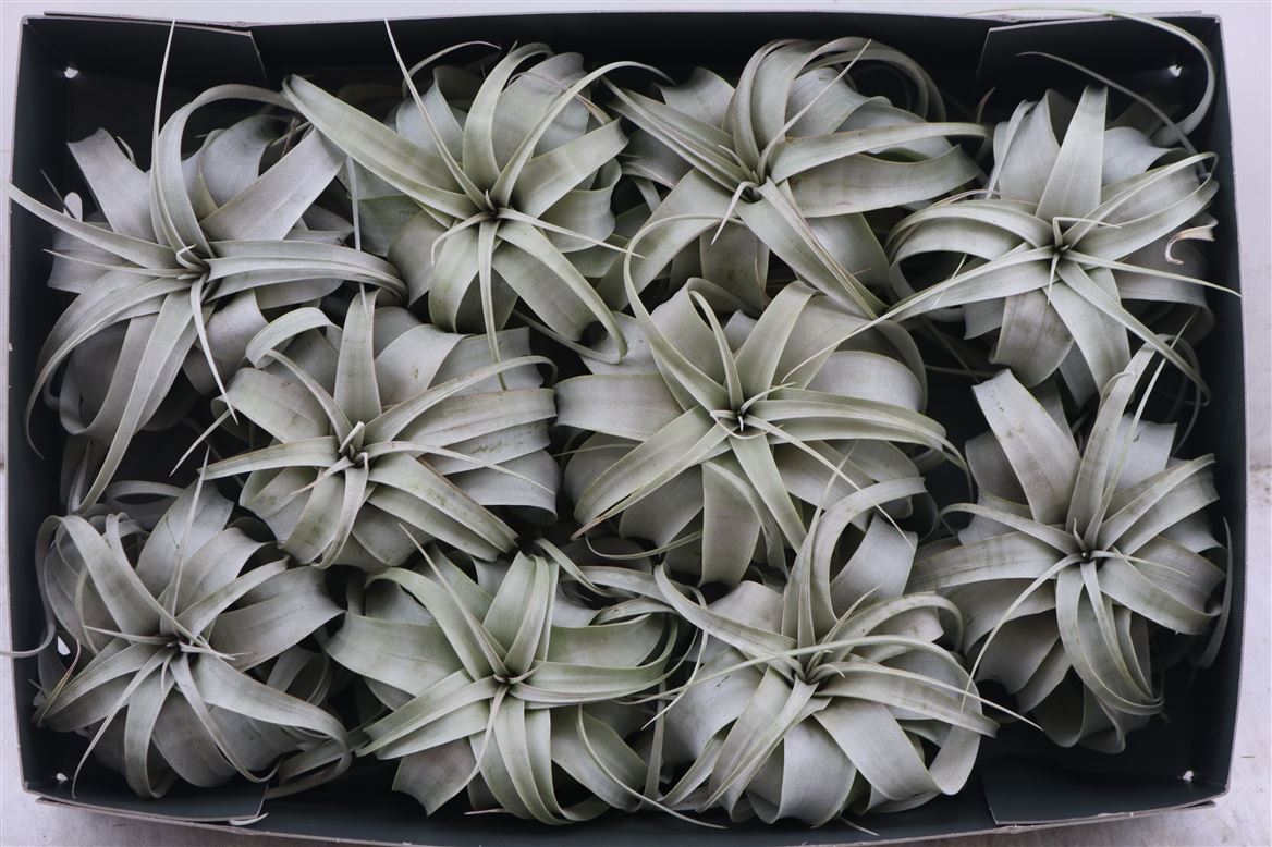 Tillandsia (BROMELIA)