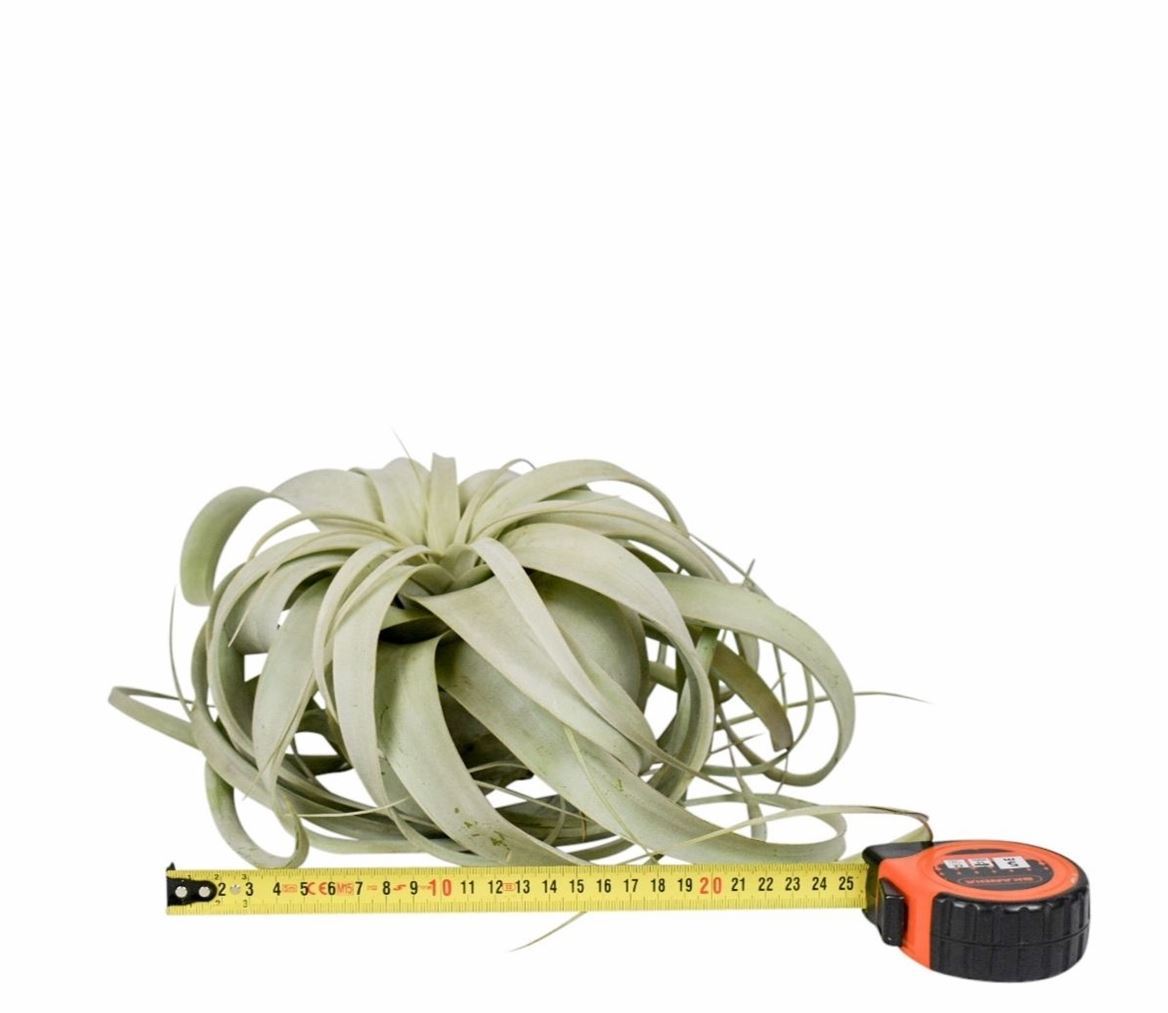 Tillandsia Xerographica 25Ø 25cm