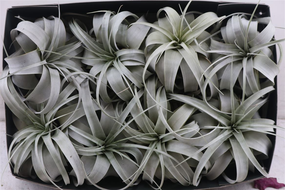 Tillandsia Xerographica 15Ø 15cm