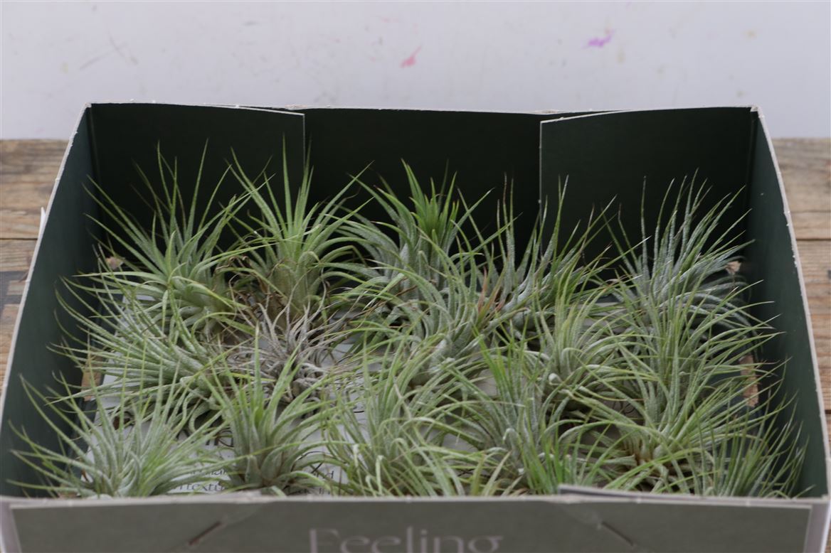 Tillandsia Ionantha