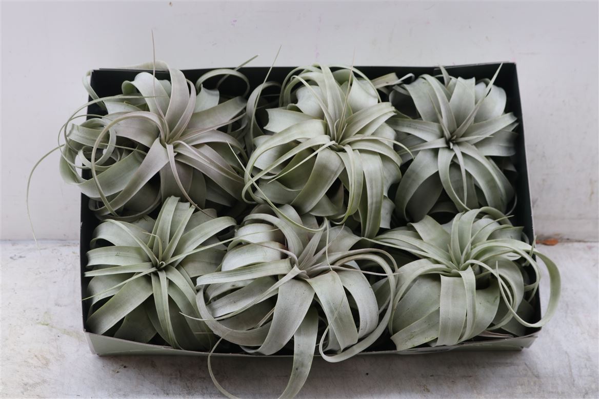 Tillandsia (BROMELIA)