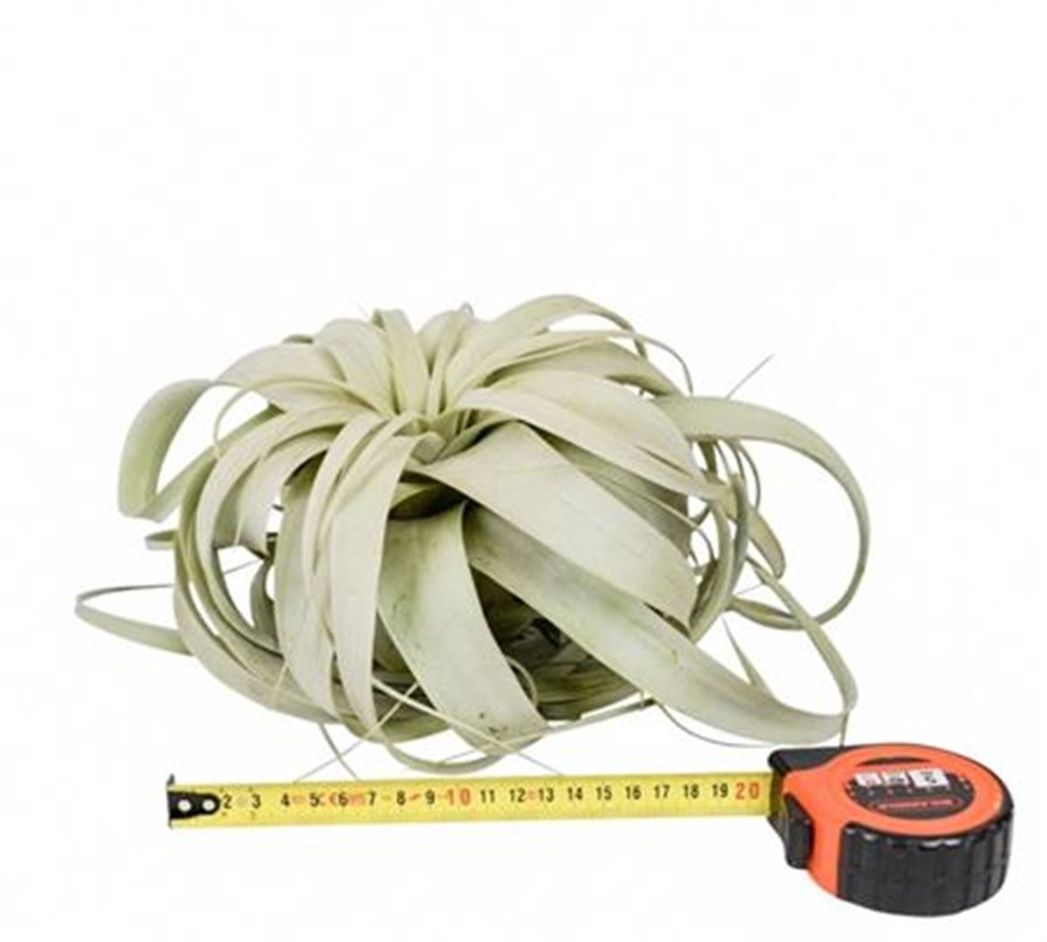 Tillandsia (BROMELIA)