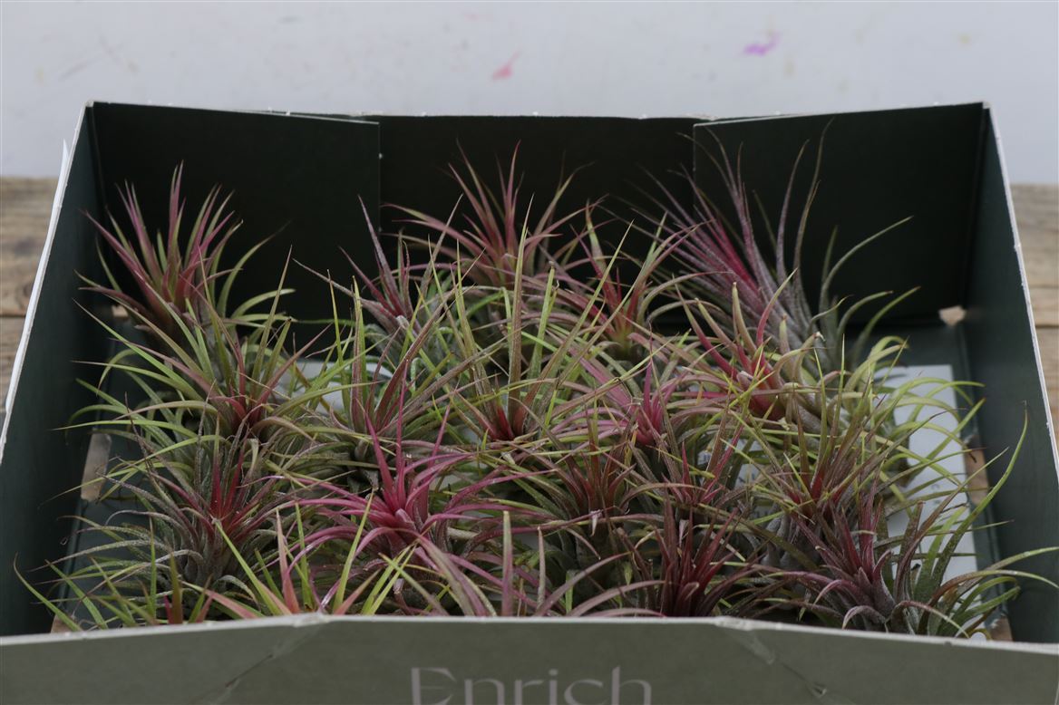 Tillandsia Ionantha