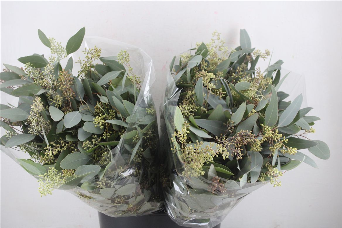 Eucalyptus Bnch Polyanthemos Fru 45cm 150gram
