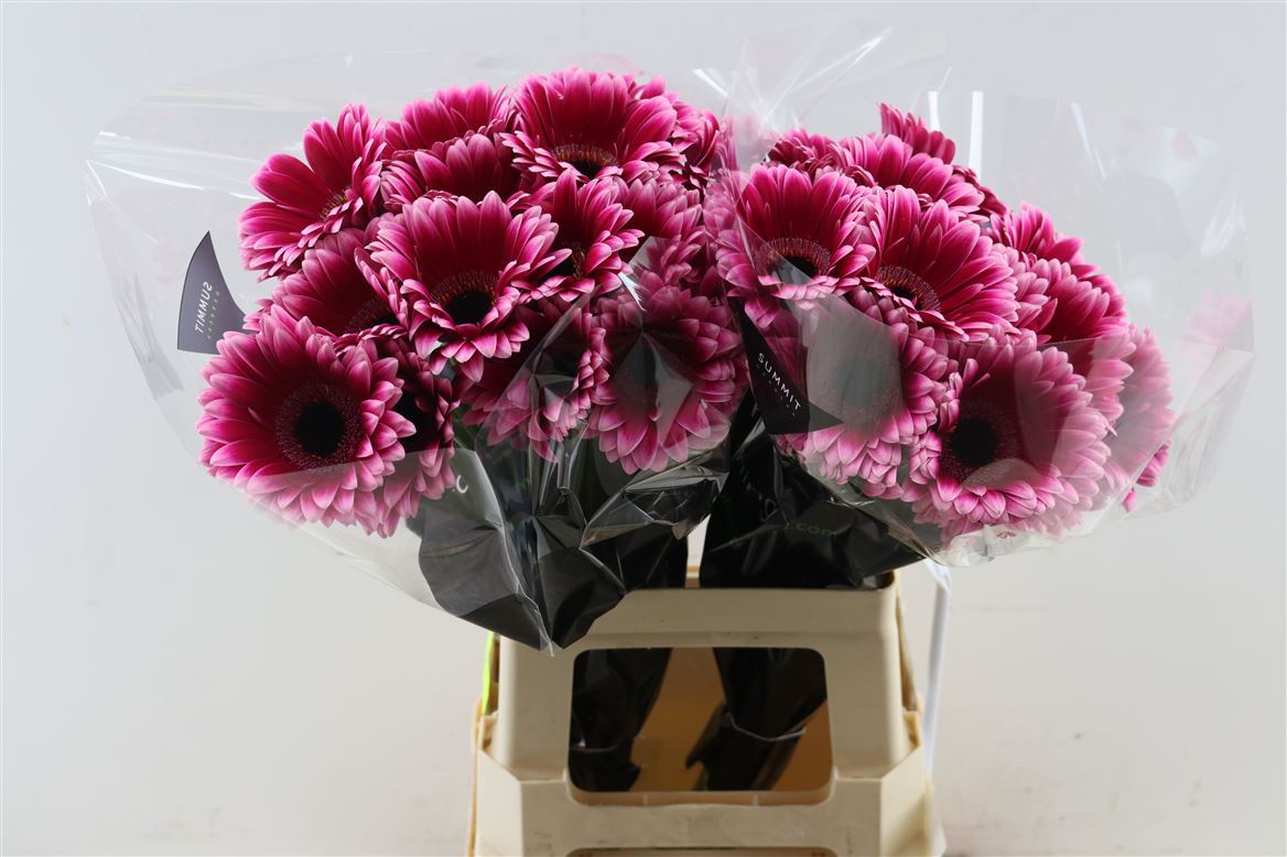 Gerbera Nuance