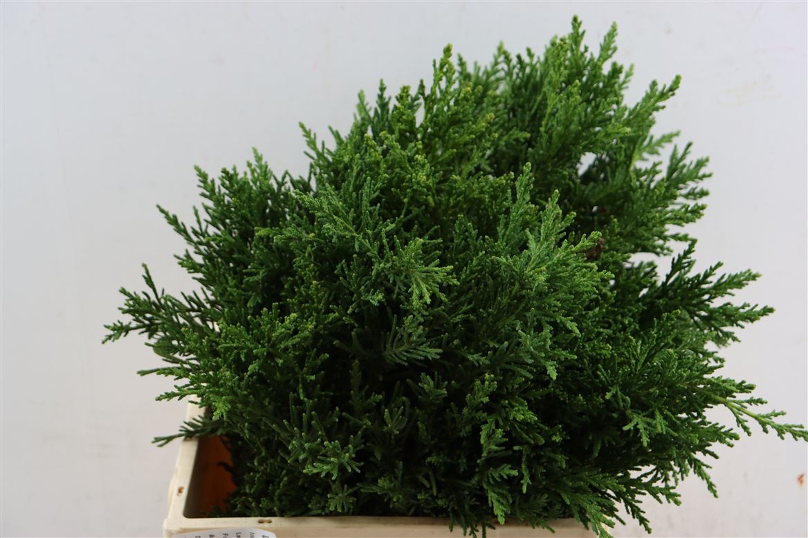 Chamaecyparis Drath Pb 40cm