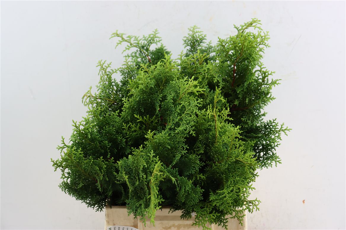 Thuja Pl Atrovir Bs 40cm