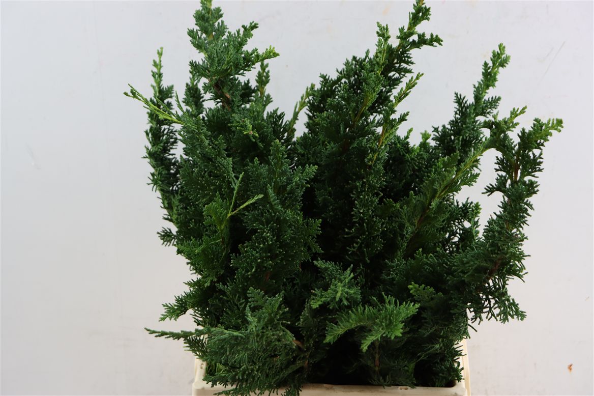 Chamaecyparis La Wisselii Bs 50cm