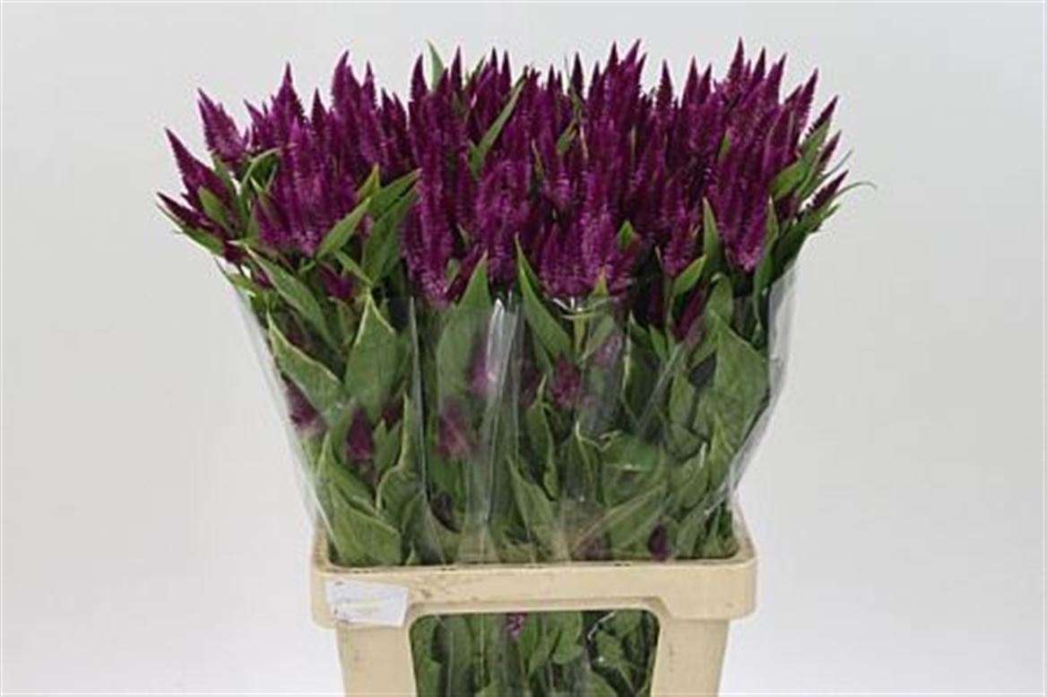Celosia Celway Purple 80cm