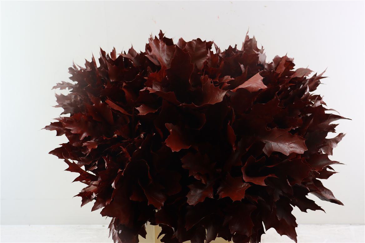 Querc Ov Klb H% 80cm