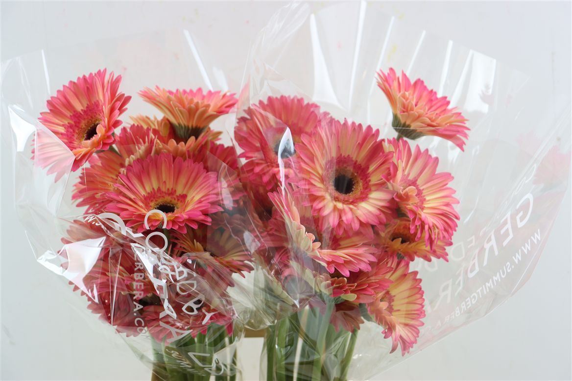 Gerbera Hippie Chic
