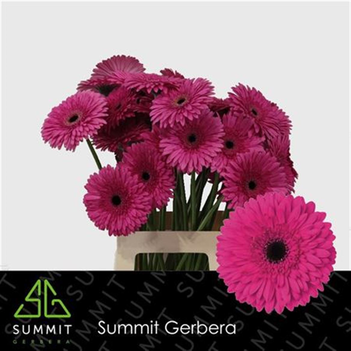 Gerbera Madeira