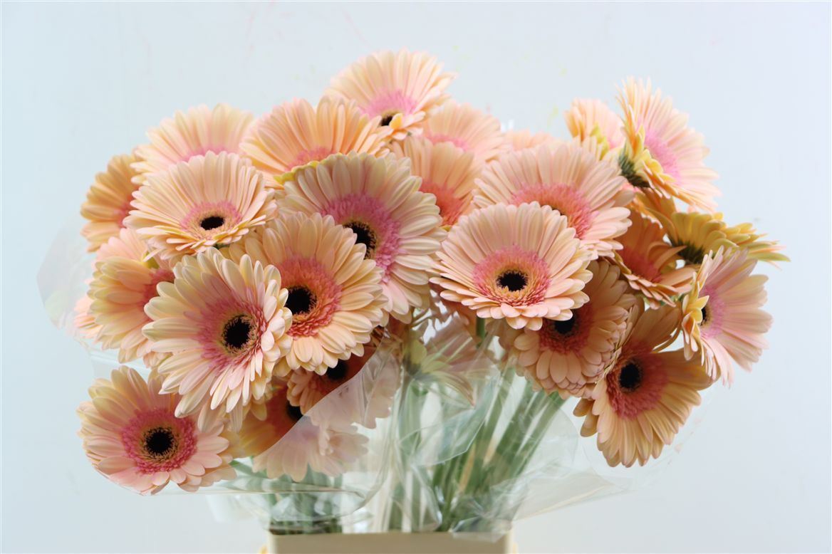 Gerbera Alliance