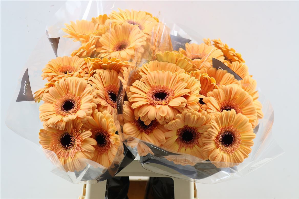 Gerbera Jetset