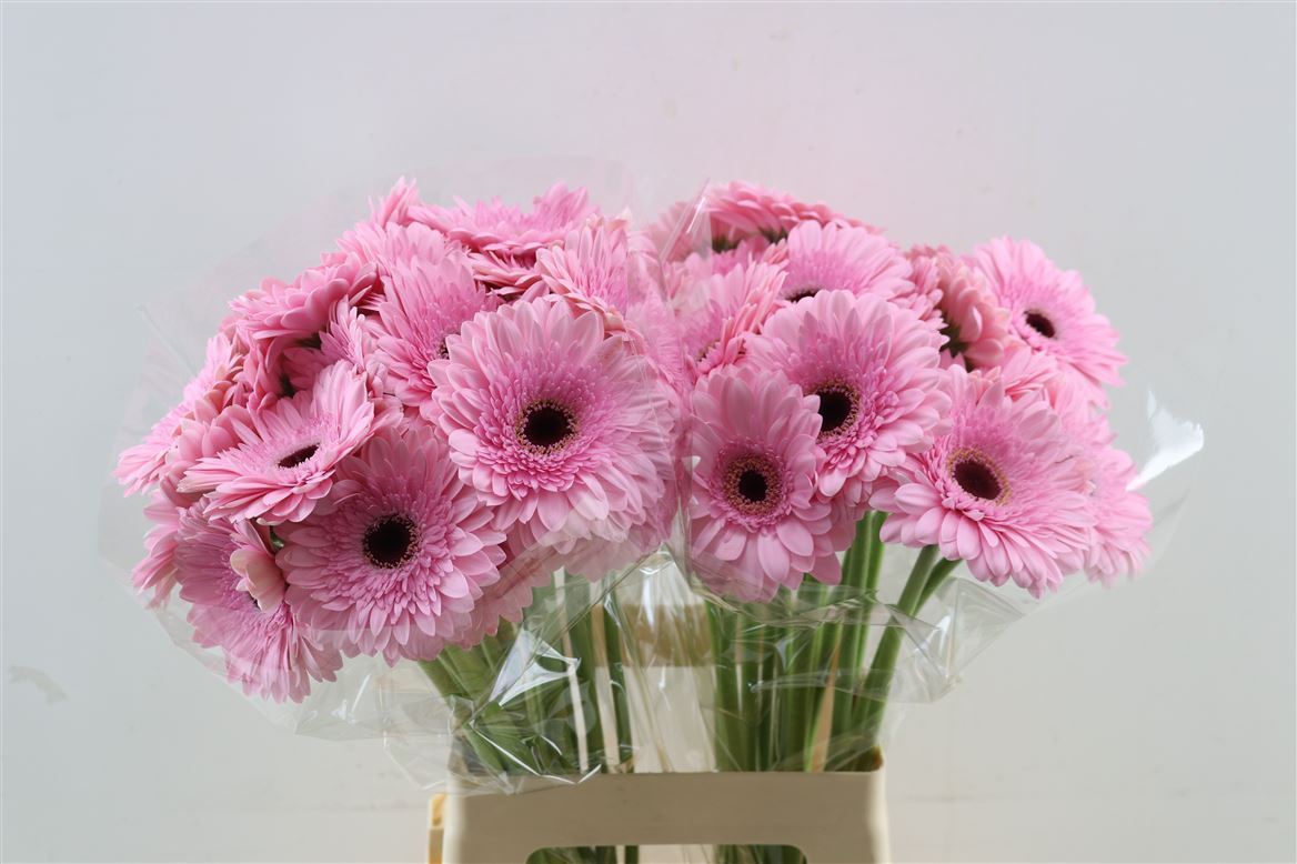 Gerbera Pre-semmy