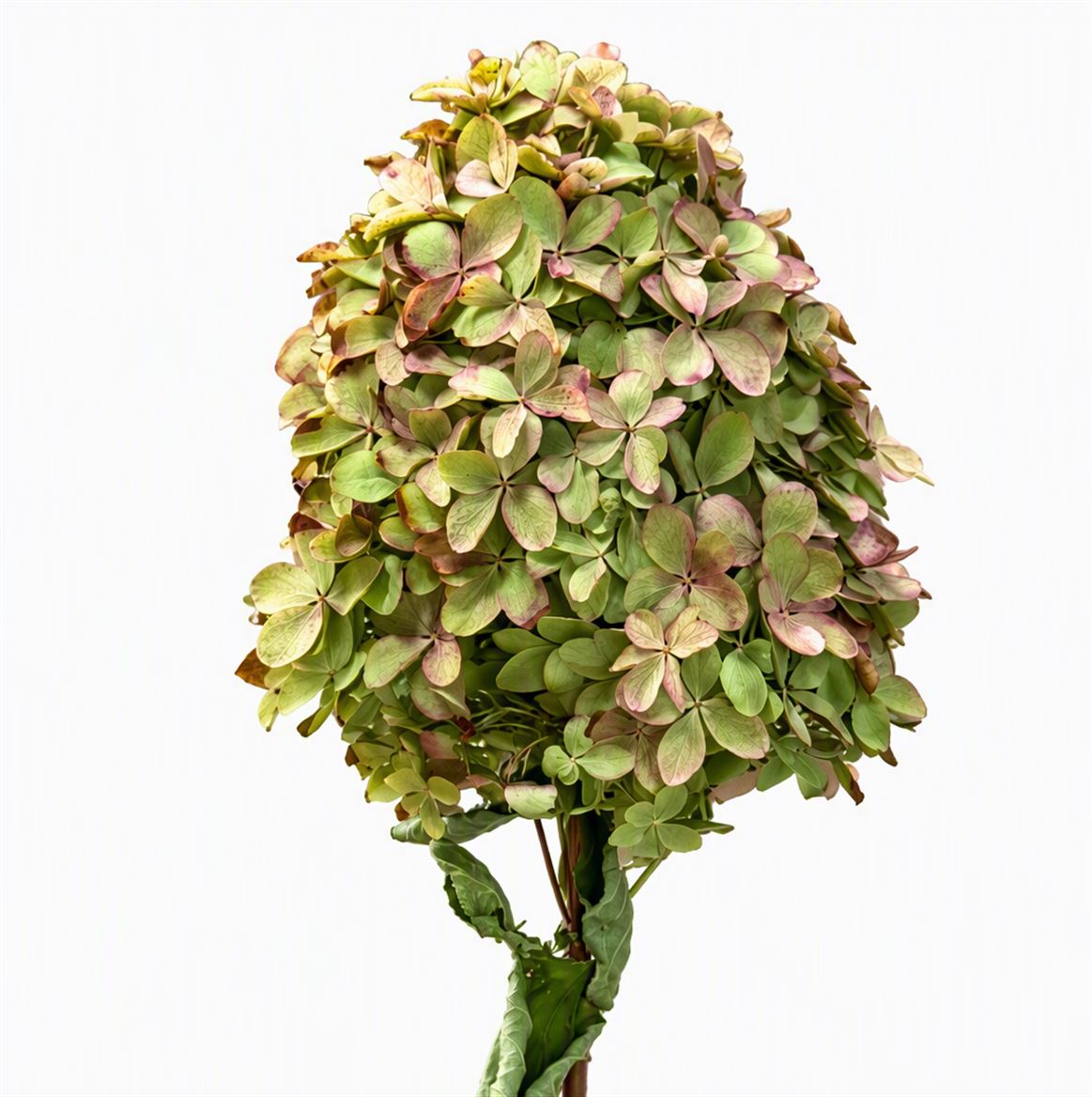 Dried Hydrangea Pan Mag Candle
