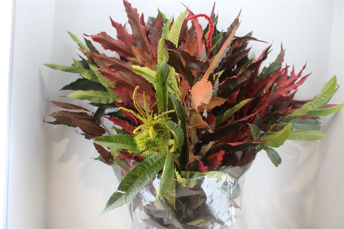 Chestnut 90cm 250gram